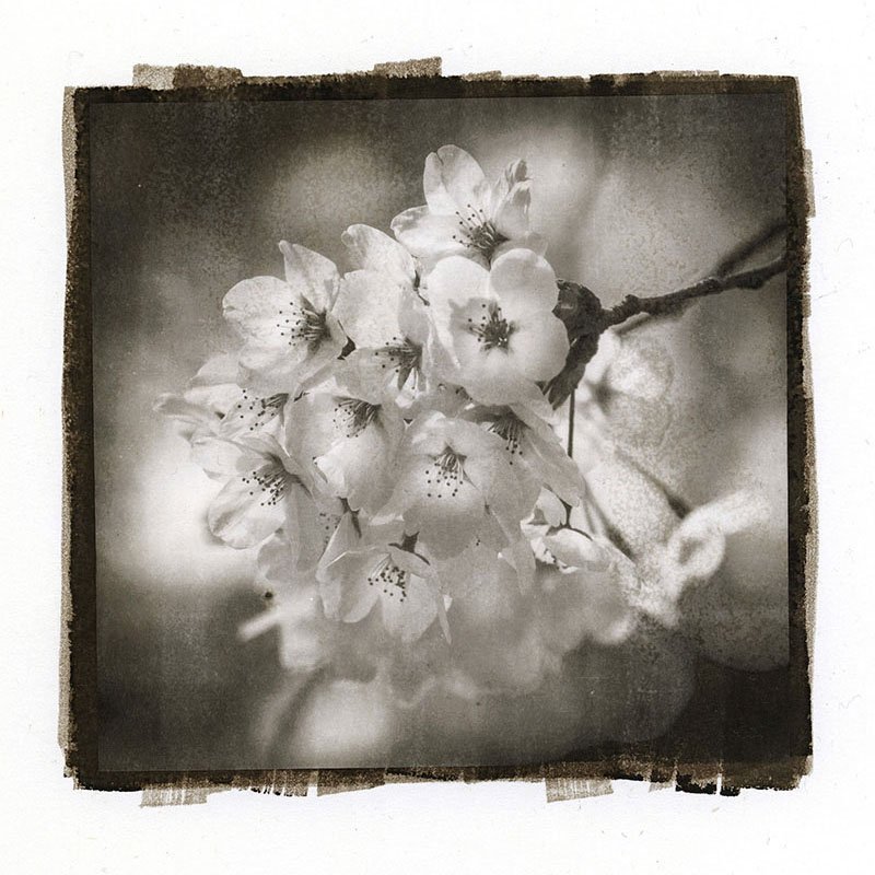 Platinum Print Price